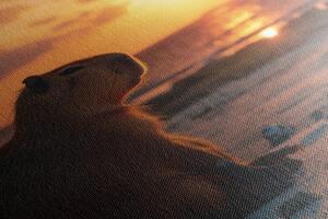 Kép kapibara a naplementében