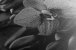 Kép orchidea és zen kövekl fekete fehérben