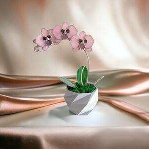 Orchidea üveg örökvirág - Rózsaszín