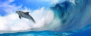 Poszter tapéta panoráma vlies Dolphins