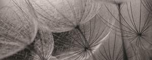 Poszter tapéta panoráma vlies Grey interior of dandelion