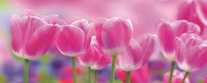 Poszter tapéta panoráma vlies Meadow of Pink Tulips