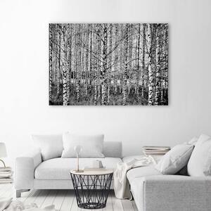 Gario Vászonkép Fekete és fehér nyírfák Méret: 60 x 40 cm