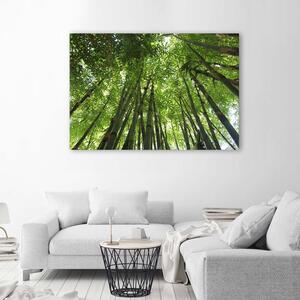 Gario Vászonkép Bambuszok teteje Méret: 60 x 40 cm