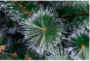 Karácsonyfa - Erdeifenyő 180cm Icy Green