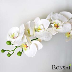 Fehér mű orchidea 60 cm cserépben – Elegáns dekoráció - Fehér - 51 - 70 cm