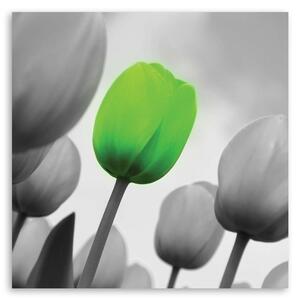 Gario Vászonkép Zöld tulipán Méret: 30 x 30 cm