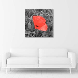 Gario Vászonkép Vörös pipacsok szürkében Méret: 30 x 30 cm