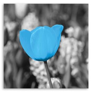 Gario Vászonkép Kék tulipán Méret: 30 x 30 cm