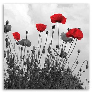 Gario Vászonkép Vörös mákvirágok Méret: 30 x 30 cm