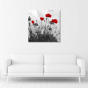 Gario Vászonkép Vörös mákvirágok Méret: 30 x 30 cm