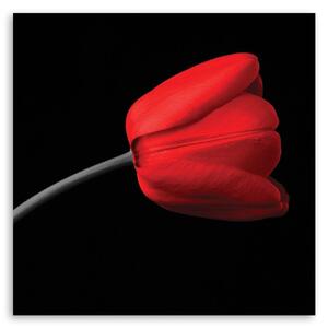 Gario Vászonkép Piros tulipán virág Méret: 30 x 30 cm