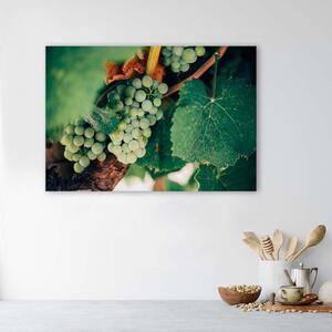 Gario Vászonkép Zöld szolo Méret: 60 x 40 cm