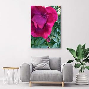 Gario Vászonkép Nagy rózsaszín virág Méret: 40 x 60 cm