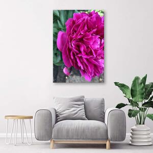 Gario Vászonkép Virágzó bazsarózsa Méret: 40 x 60 cm