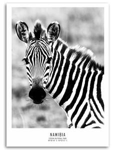 Gario Vászonkép Kíváncsi zebra Méret: 40 x 60 cm