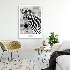 Gario Vászonkép Kíváncsi zebra Méret: 40 x 60 cm