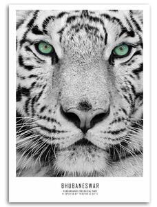 Gario Vászonkép Fehér tigris Méret: 40 x 60 cm