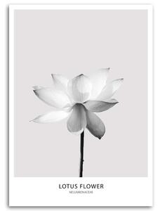 Gario Vászonkép Fehér lótuszvirág Méret: 40 x 60 cm