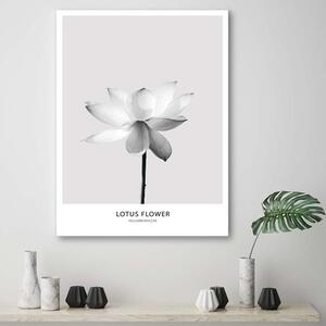 Gario Vászonkép Fehér lótuszvirág Méret: 40 x 60 cm