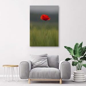 Gario Vászonkép Pipacs a mezon Méret: 40 x 60 cm