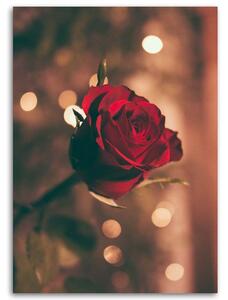 Gario Vászonkép Vörös rózsa virág Méret: 40 x 60 cm