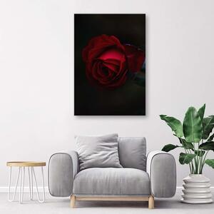 Gario Vászonkép Rózsa fekete háttérrel Méret: 40 x 60 cm