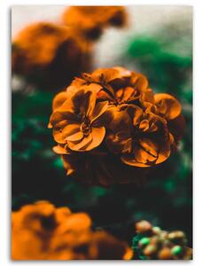 Gario Vászonkép Narancssárga virágok Méret: 40 x 60 cm