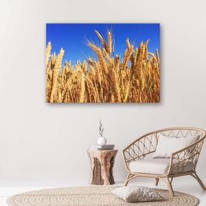 Gario Vászonkép Felhotlen égbolt és gabona Méret: 60 x 40 cm