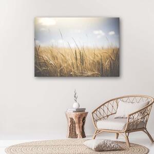 Gario Vászonkép Gabona a mezon Méret: 60 x 40 cm