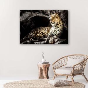 Gario Vászonkép Leopárd a sziklákon Méret: 60 x 40 cm