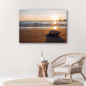 Gario Vászonkép Kagyló a tengerparton Méret: 60 x 40 cm