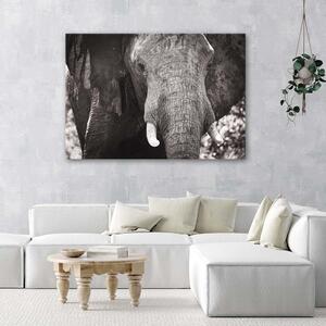 Gario Vászonkép Fekete-fehér elefánt Méret: 60 x 40 cm