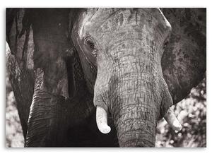 Gario Vászonkép Fekete-fehér elefánt Méret: 60 x 40 cm