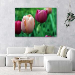 Gario Vászonkép Rózsaszín tulipánok Méret: 60 x 40 cm