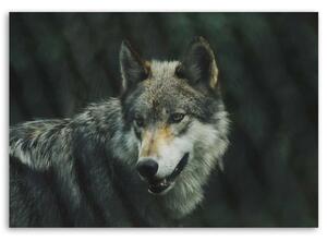 Gario Vászonkép Szürke farkas Méret: 60 x 40 cm