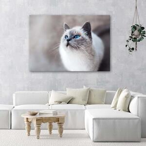Gario Vászonkép Szibériai macska Méret: 60 x 40 cm