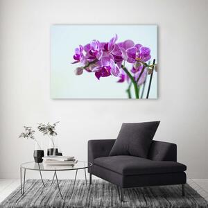 Gario Vászonkép Orchidea ág Méret: 60 x 40 cm