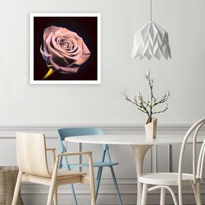Gario Vászonkép Rózsa sötétben Méret: 30 x 30 cm
