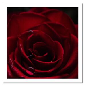 Gario Vászonkép Vörös rózsa bájital Méret: 30 x 30 cm