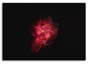 Gario Vászonkép Éjszakai virág Méret: 60 x 40 cm