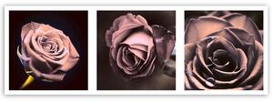 Gario Vászonkép Panoráma rózsák készlet Méret: 90 x 30 cm