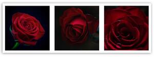 Gario Vászonkép Vörös rózsák - készlet Méret: 90 x 30 cm