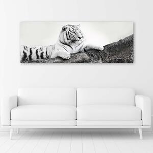 Gario Vászonkép Figyelo tigris Méret: 90 x 30 cm