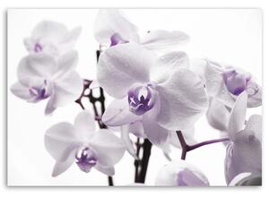 Gario Vászonkép Fehér és lila orchidea Méret: 60 x 40 cm