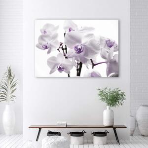 Gario Vászonkép Fehér és lila orchidea Méret: 60 x 40 cm