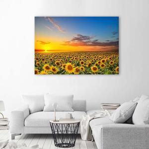 Gario Vászonkép Napraforgó rét naplementekor Méret: 60 x 40 cm