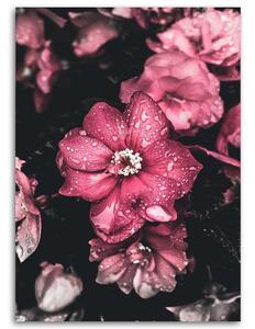 Gario Vászonkép Rózsaszín virágok sötét háttéren Méret: 40 x 60 cm