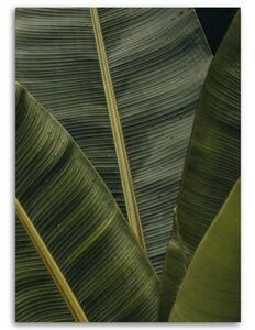 Gario Vászonkép Trópusi banánlevelek Méret: 40 x 60 cm