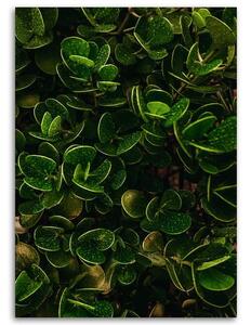 Gario Vászonkép Egzotikus növények zöld levelei Méret: 40 x 60 cm